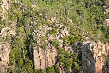 Gorges du Blavet - Pinien im Fels